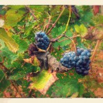 Grapes-in-Provence