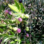Olive-Tree