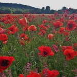 Poppies